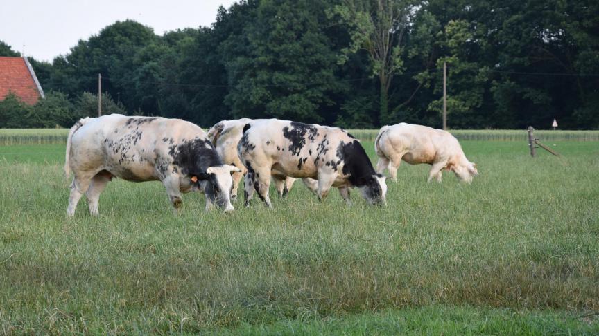 Het bedrag per premiegerechtigde zoogkoe werd opgetrokken van 181 euro naar 203,08 euro. Bijgevolg werd per premiegerechtigd dier nog 22,08 euro bijbetaald.