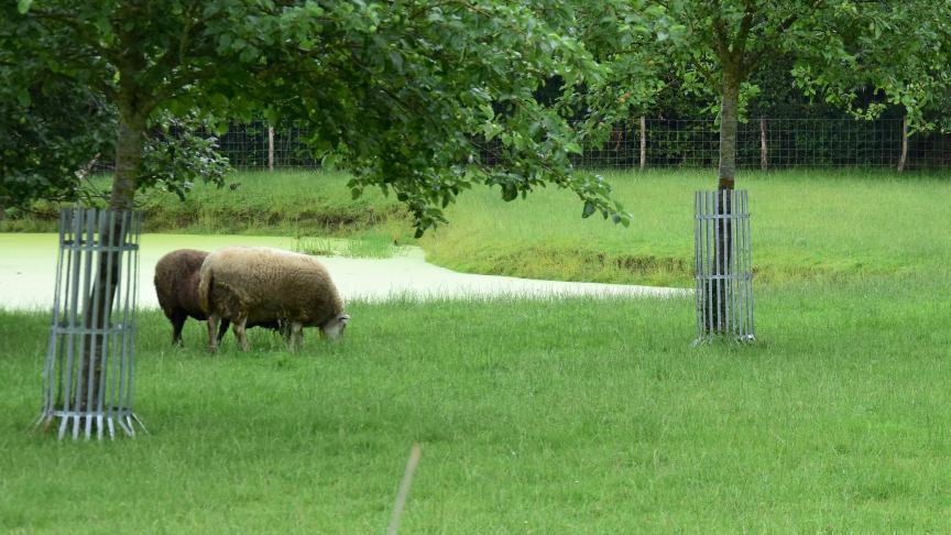 De lijst van niet-productieve investeringen wordt uitgebreid en de Vlaamse subsidiesteun wordt hoger.