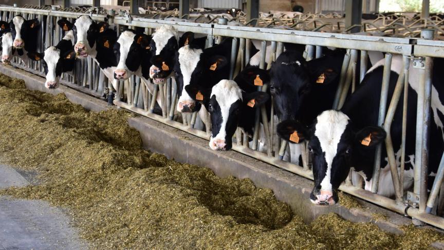 De melk die onze Vlaamse melkveehouders en hun koeien leveren is van topkwaliteit.
