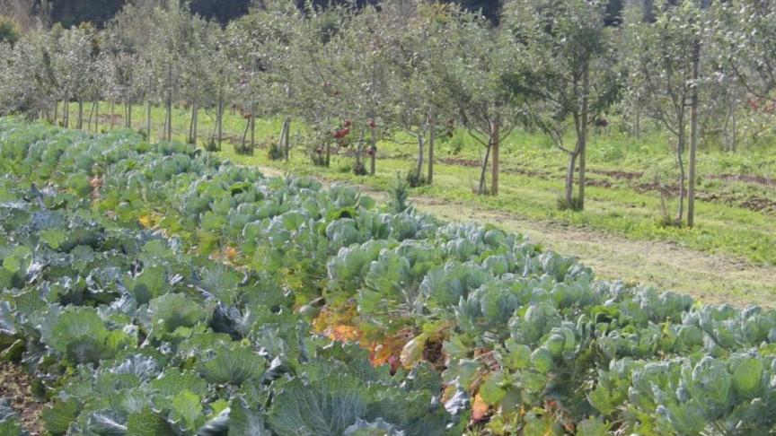 Nieuwe inschrijvingen voor aanplantsubsidie van boslandbouwsystemen zijn vanaf nu mogelijk.