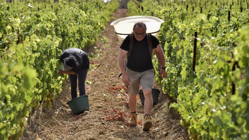 De wijnproductie in Frankrijk in 2021 zal naar verwachting historisch laag zijn, lager dan in 1991 en 2017, toen er ook strenge vorst was in het voorjaar.