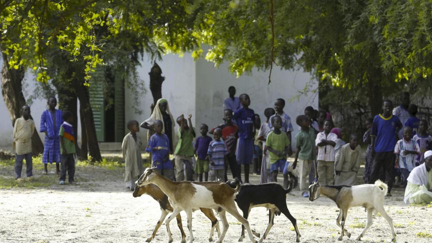 Een conflict van veehouders en andere landbouwers leidde al tot 22 doden in Tsjaad.