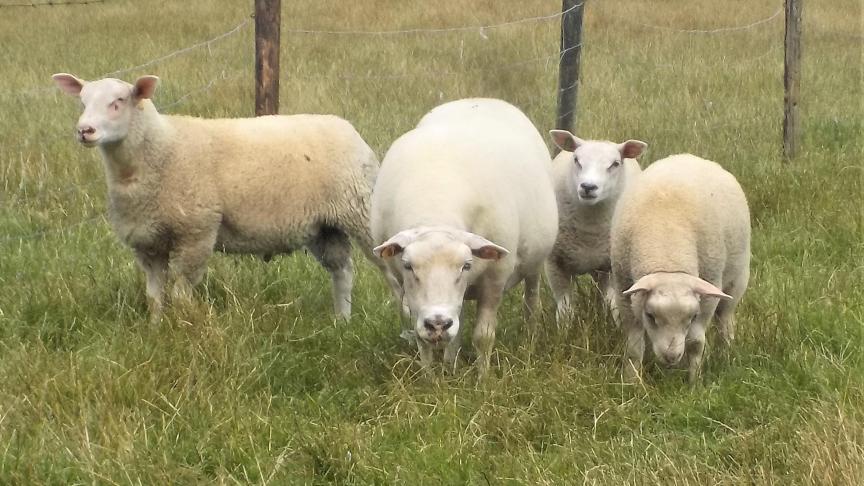 Deze schapen staan in te hoog gras.
