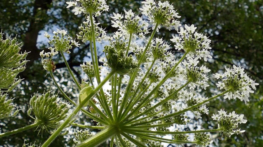 De aandacht gaat onder meer naar berenklauw, een plant die oprukt ten koste van inheemse plantensoorten en bij contact met de huid ernstige brandwonden kan veroorzaken.