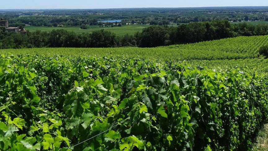 De weersvoorspellingen zijn positief voor de druivenpluk, die ook in de Bordeaux-streek is gestart.