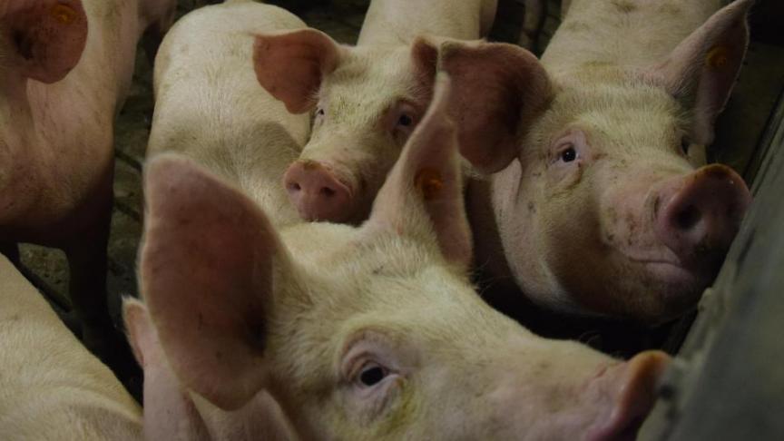 De malaise in de Vlaamse varkenshouderij is groot. Er worden dringend steunmaatregelen gevraagd.