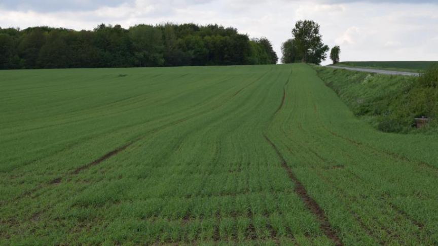 Europa verwacht door onverwachte regen in bepaalde delen een iets lagere tarweproductie.