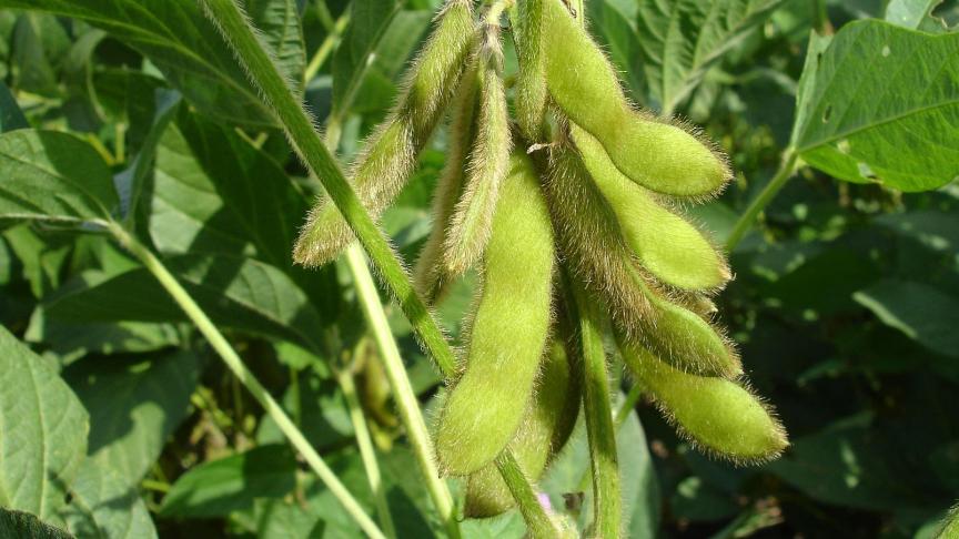Protealis is een spin-off van VIB en ILVO, die zich focust op duurzaam en lokaal geteelde eiwitrijke gewassen, zoals soja.