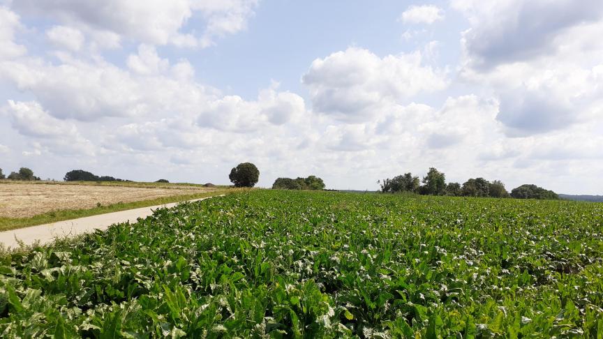 Cercospora breidde afgelopen week sterk uit in de bietenvelden.