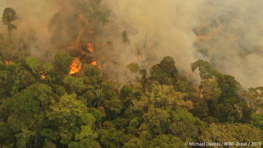 Als we het Amazonewoud verliezen, raken we een van de grootste opslagplaatsen van CO2 ter wereld kwijt, waarschuwt Dirk Ember van WWF.
