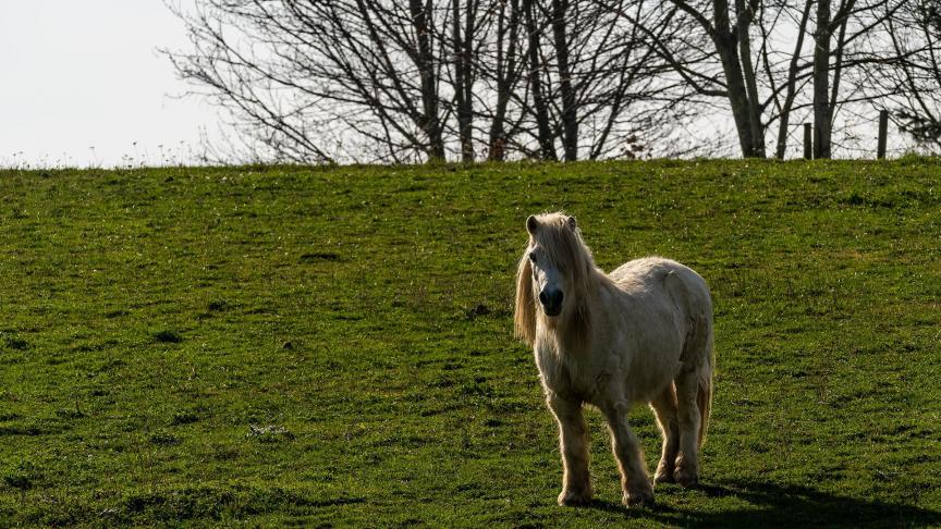 Zondagnacht zijn 2 shetlandpony’s doodgebeten.