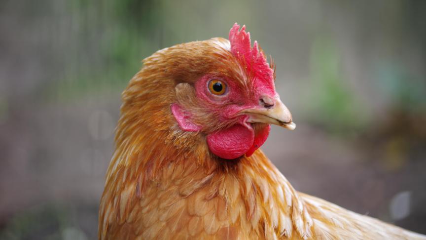 Zo’n 165.000 dieren kwamen om het leven in een brand.