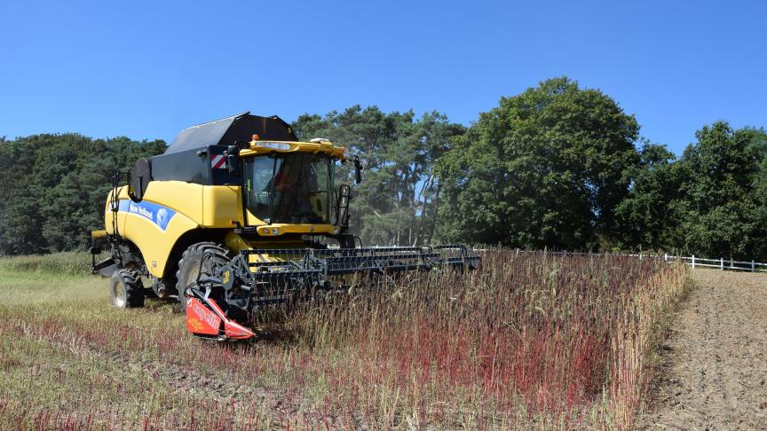 Carrefour breidt haar assortiment uit met een in West-Vlaaderen geteelde quinoa.