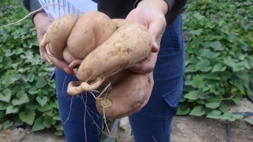 Er ezijn nkele projecten om de teelt van de zoete aardappel bataat in Vlaanderen te verbeteren.