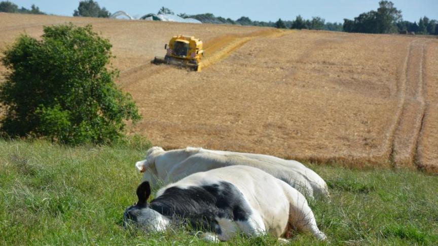 Het activeren van betalingsrechten ligt bij de gebruiker van de hoofdteelt, ook de voorwaarden rond vergroening komen bij de gebruiker van de hoofdteelt te liggen.