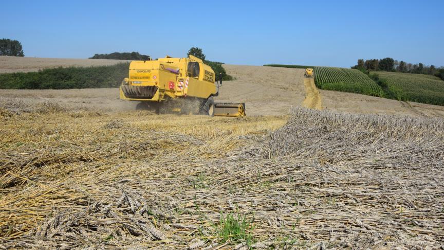 Het nieuwe USDA-rapport druk wat op de tarweprijzen.