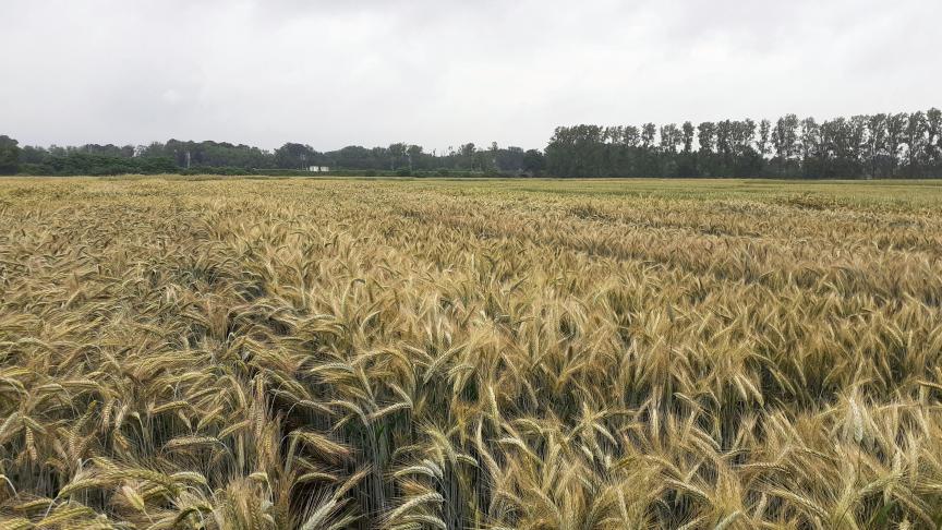 Het gemiddelde opbrengstniveau voor de controlerassen triticale bedroeg dit jaar 8.625 kg/ha.