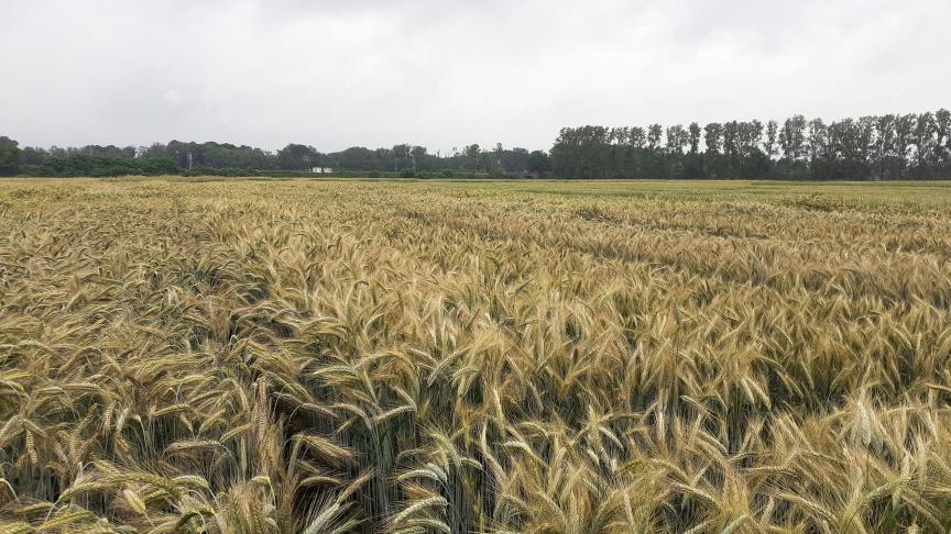 Het gemiddelde opbrengstniveau voor de controlerassen triticale bedroeg dit jaar  8.625 kg/ha.