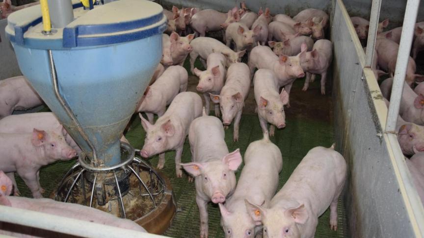Boeren op een Kruispunt en Liv stellen dat de varkens momenteel de portefeuille van de boer leeg eten.