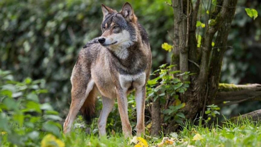 Het gemeentebestuur van Oudsbergen heeft haar 15-puntenplan voor de wolf gepubliceerd.