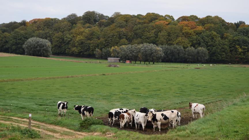 Ben Weyts heeft strengere én effectievere straffen laten goedkeuren voor burgers én bedrijven die dieren mishandelen of verwaarlozen.