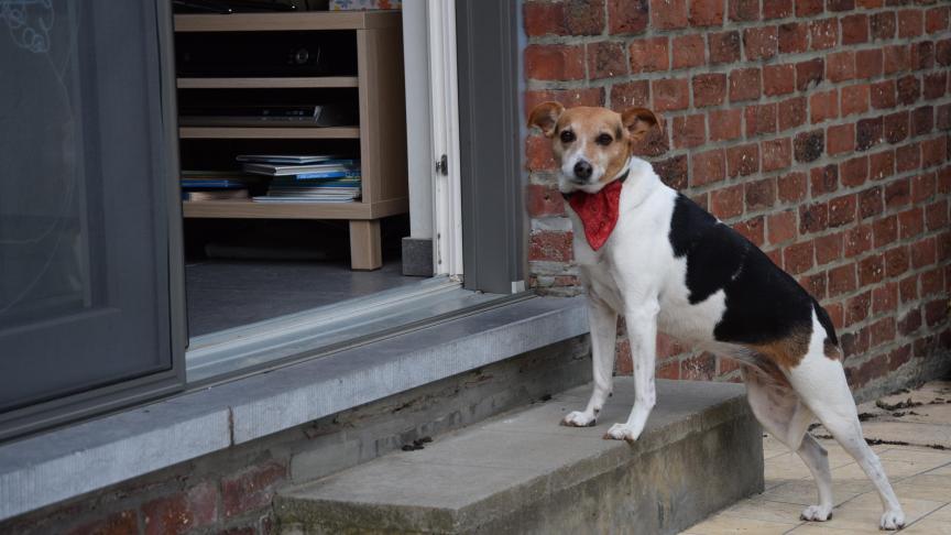 Bij de huisdieren krijgen honden het vaakst antibiotica toegediend.