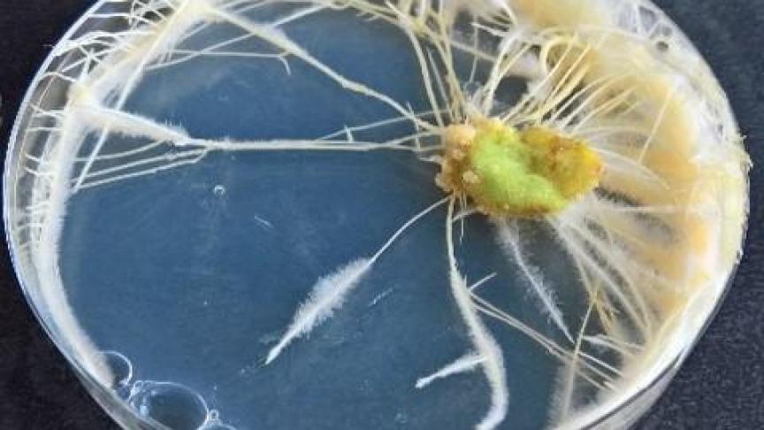 Plantenweefsel in vitro samengebracht met Rhizobium. rhizogenes. Het weefsel vormt onder invloed van het T-DNA (afkomstig van de bacteriën) de zogenaamde hairy roots.