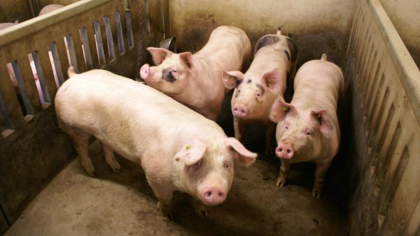 Familiale bedrijven krijgen momenteel ongeveer 1 euro per kg voor hun varkens, terwijl de productiekost zo’n 30 cent hoger ligt.