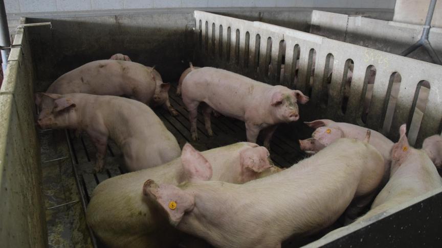 De VPOV houdt bij landbouwers en ketenpartners een online bevraging over de actuele crisis in de varkenssector.