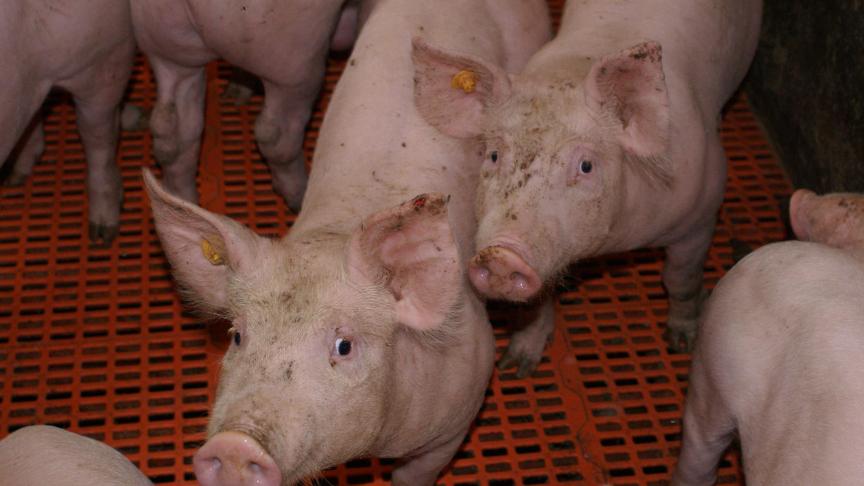 16 miljoen betekent 1,5 euro per geslacht varken op jaarbasis, terwijl de verliezen intussen oplopen tot 30 euro per varken.