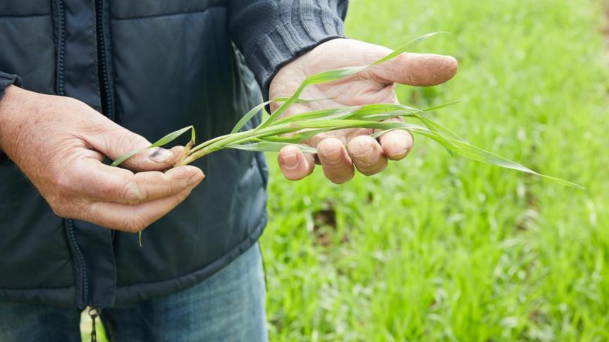 Colruyt is ervan overtuigd dat dit ketenproject de Belgische biobaktarwesector een boost zal geven en andere bioakkerbouwers ertoe zal aanzetten om te kiezen voor kwalitatieve biobaktarwerassen.