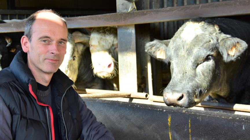 Op het gemengd landbouwbedrijf van Peter De Bock staan alles bij elkaar 200 runderen van het witblauwe ras.