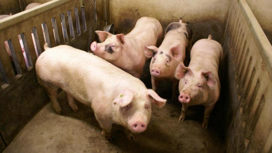 De varkensboeren worden dit jaar vrijgesteld van de bijdrage aan het begrotingsfonds voor de gezondheid en de kwaliteit van de dieren en de dierlijke producten.