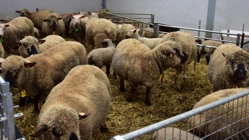 Onder meer voor het slachten van schapen zijn er minder en minder mogelijkheden.