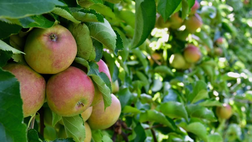 Bijna de helft van de appelen en peren wordt via een brede weersverzekering verzekerd.