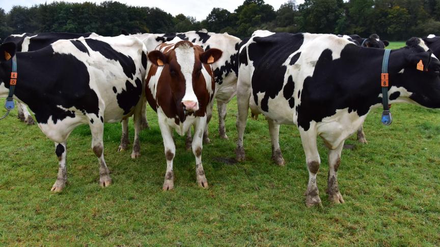 Het federaal klimaatplan gaat uit van minder dieren en toch meer gras. Hoe wordt dit grasland dan verder beheerd en wordt de biomassa dan gebruikt voor bio-economie?