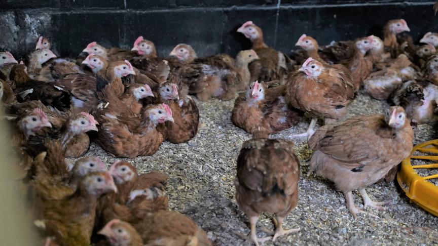 Ondertussen maakten al 5 supermarktketens bekend deel te nemen aan het Better Chicken Commitment.