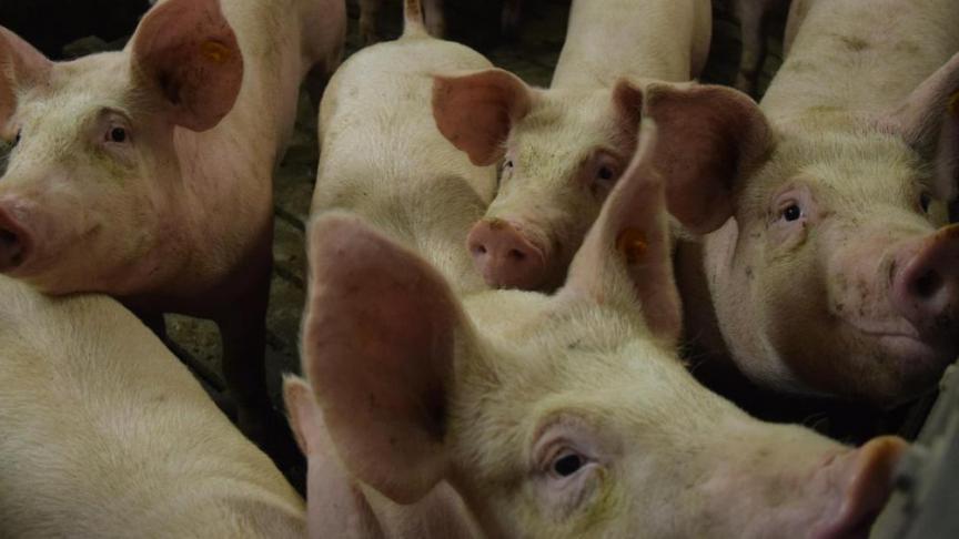 Vlaanderen zet de crisis in de varkenssector weer op de EU-agenda.