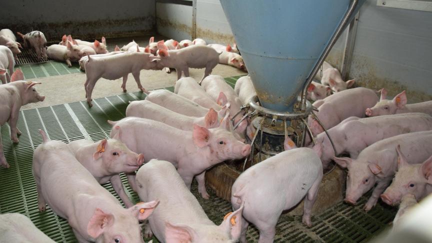 De veehouderij streeft tegen 2024 onder meer naar een reductie van 65% van het totale antibioticumgebruik ten opzichte van 2011.
