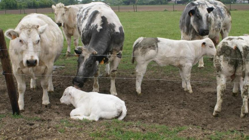 De aanvraag voor overdracht van premierechten en voor gratis premierechten voor zoogkoeien uit de reserve moeten voor 30 november worden ingediend via het Departement Landbouw & Visserij.