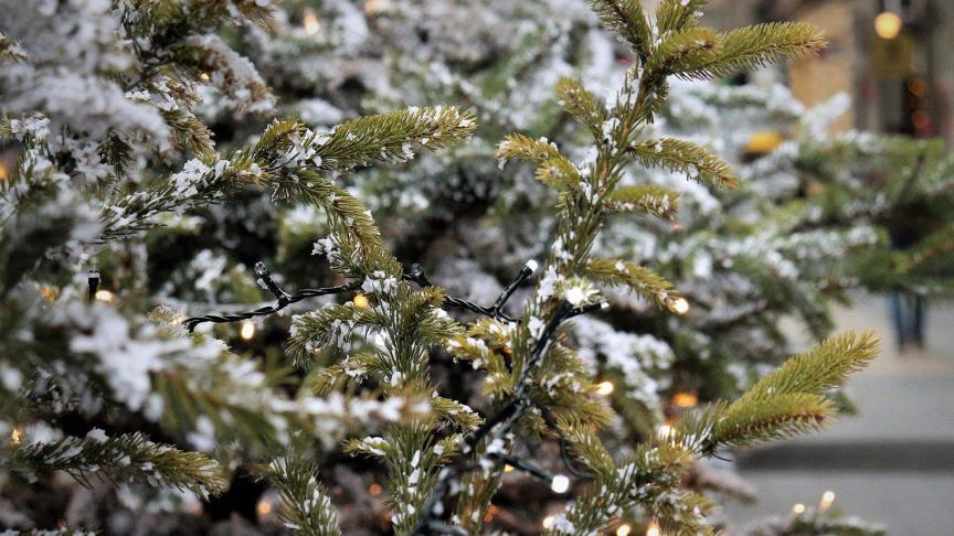 De teelt van kerstbomen beslaat een oppervlakte van ongeveer 3.100 ha, ongeveer 0,42% van het nuttige landbouwareaal.