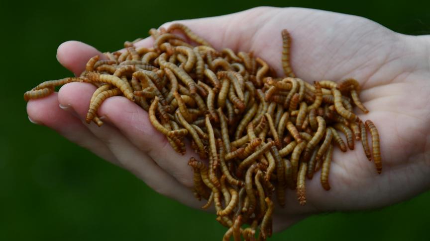 Insecten kunnen een antwoord bieden op de behoefte aan duurzame alternatieven voor voedselbronnen.