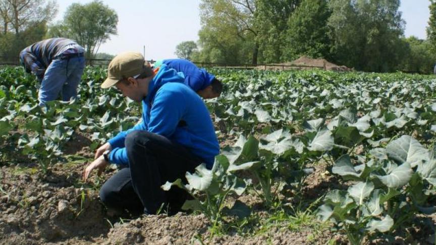 Het aantal zorgboeren is de voorbije jaren gedaald. Het initiatief zelf wordt nog altijd als heel positief omschreven.