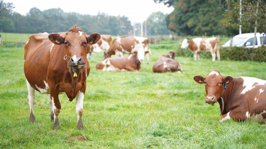 Een kwart van de rechtstreekse betalingen wordt gereserveerd voor groene landbouwpraktijken.