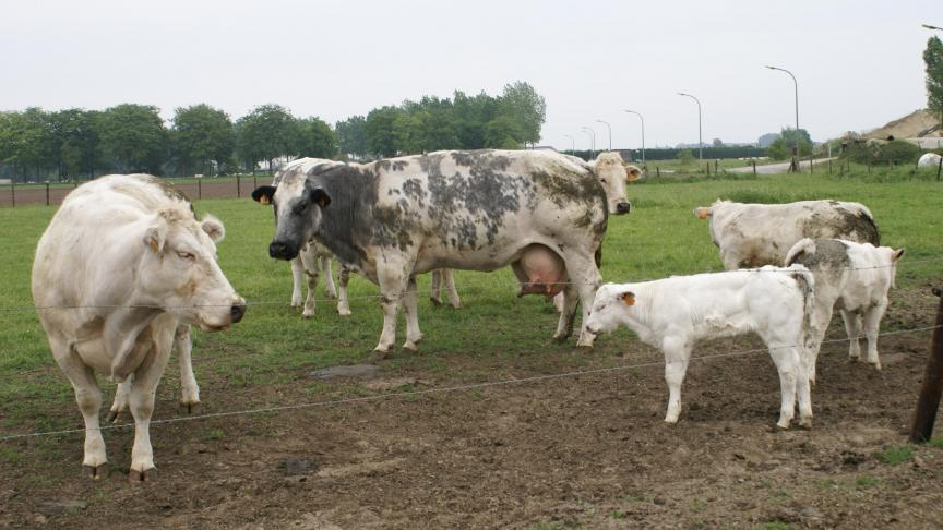 Ten laatste op 15 december 2021 moet de landbouwer via het e-loket zijn deelnameverklaring indienen.