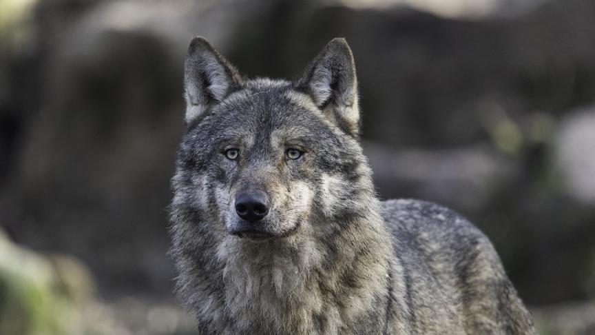 Wie toch schade zou ondervinden door de wolf, kan naar de dienst Natuurinspectie van het ANB.