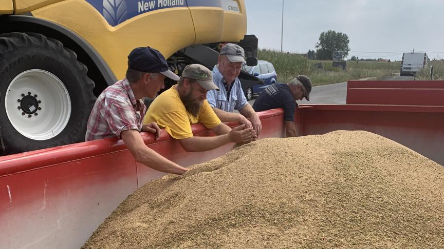 In 2019 startten het ILVO, Inagro en Praktijkpunt Landbouw Vlaams-Brabant het project ‘quinoa lokaal’, afgekort Quilo.