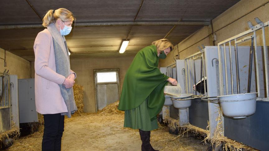 Koningin Mathilde stak bij het bezoek aan het Koeweidehof even de handen uit de mouwen en gaf een kalfje verse melk.