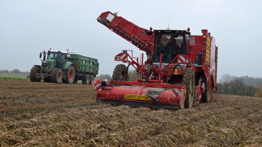De totale Belgische productie consumptieaardappelen voor 2021 wordt geraamd op 4,24 miljoen ton.