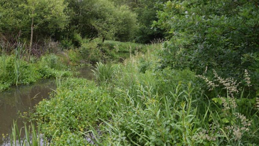De projecten zullen aan tal van habitats en soorten ten goede komen (onder meer bossen, rivieren, landbouwgronden, graslanden, veengebieden, in het water levende soorten en vogels).